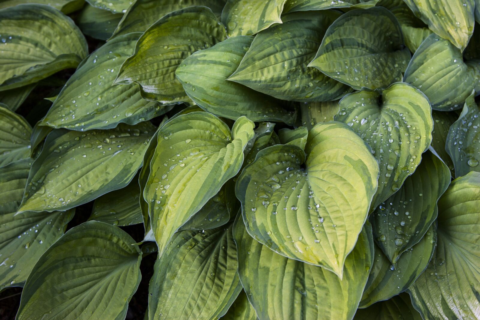 Canon EOS 20D sample photo. Green, plants, nature photography