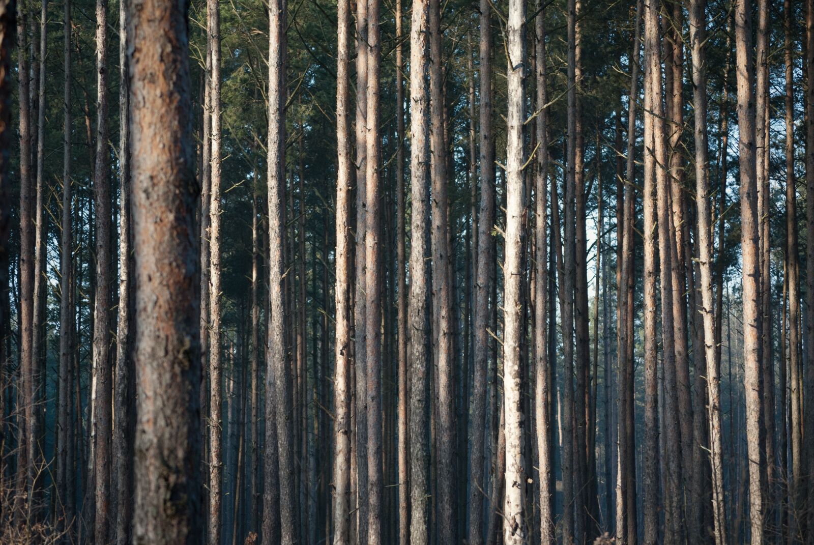 Nikon D3000 sample photo. Background, conifers, fir photography