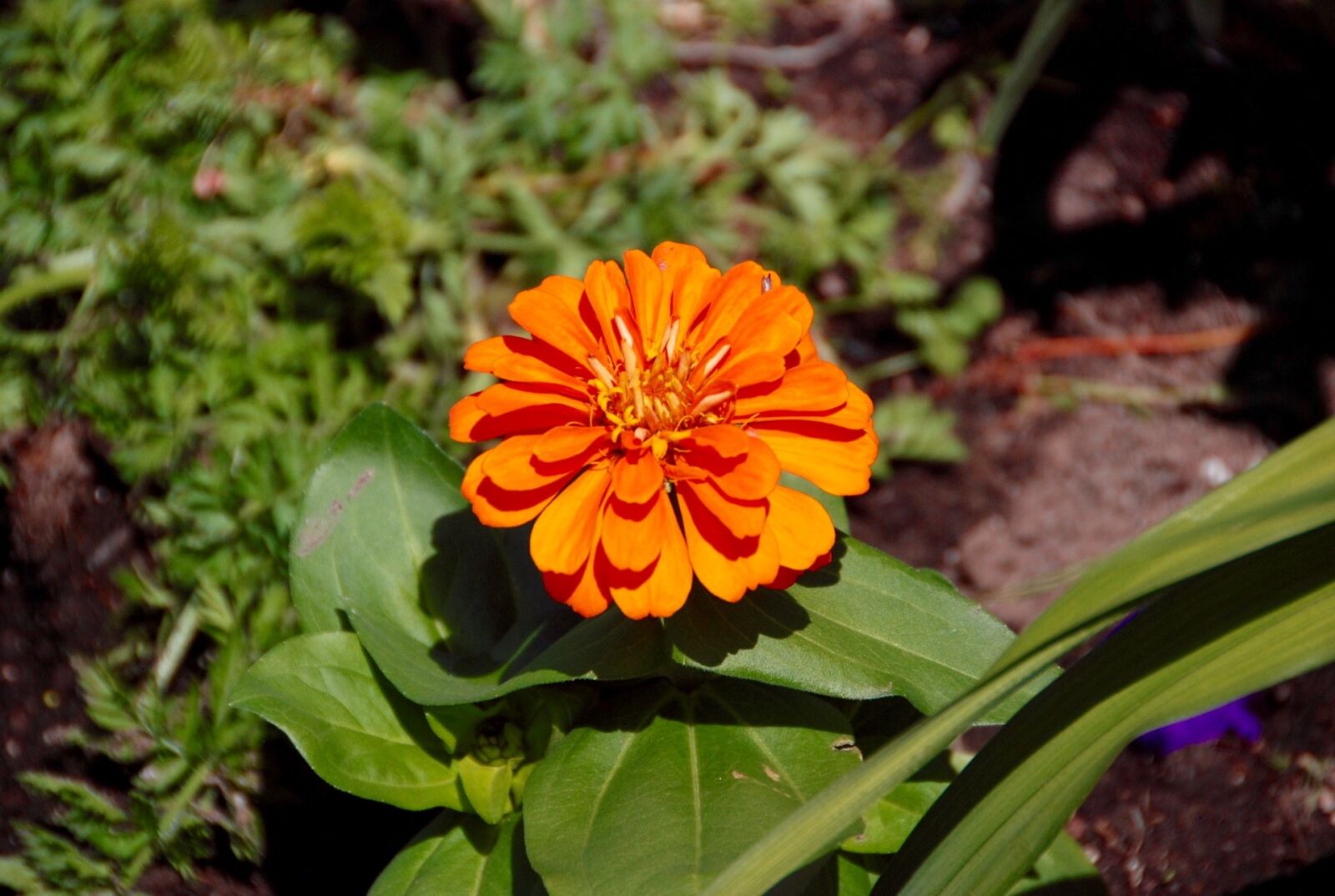 Nikon D80 sample photo. Marigold, flower, orange photography