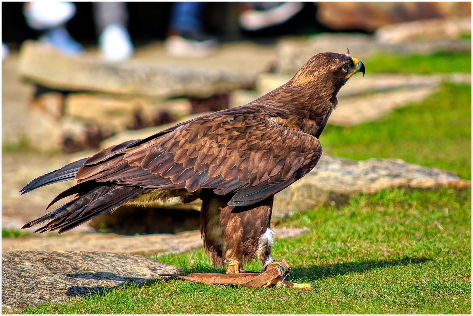Canon EF75-300mm f/4-5.6 sample photo. Adler, bird, feather photography