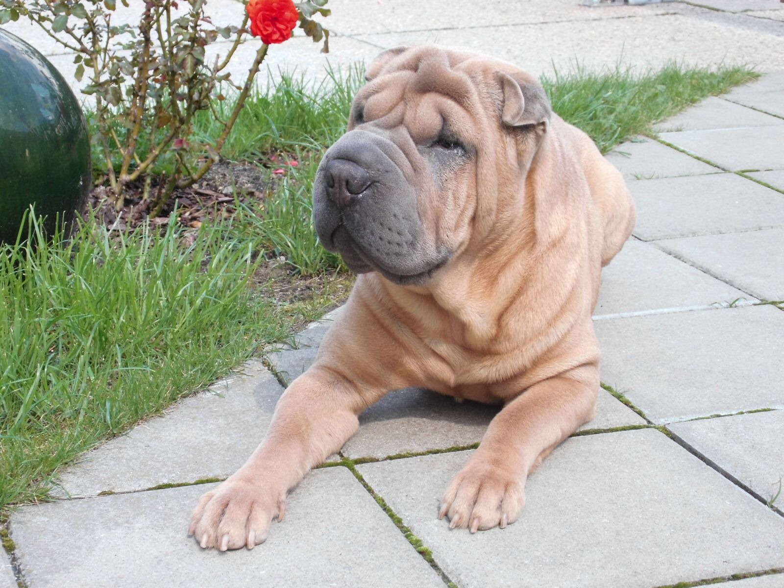 MEDION MD86827 sample photo. Dog, wrinkle dog, shar photography