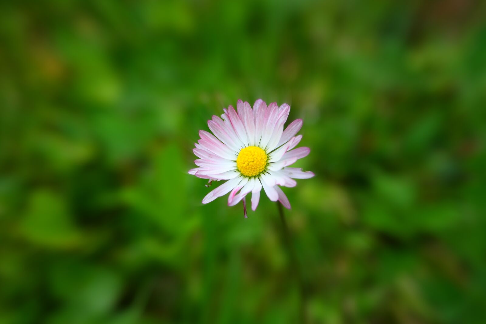 Canon EOS 1000D (EOS Digital Rebel XS / EOS Kiss F) sample photo. Daisy, nature, flower photography