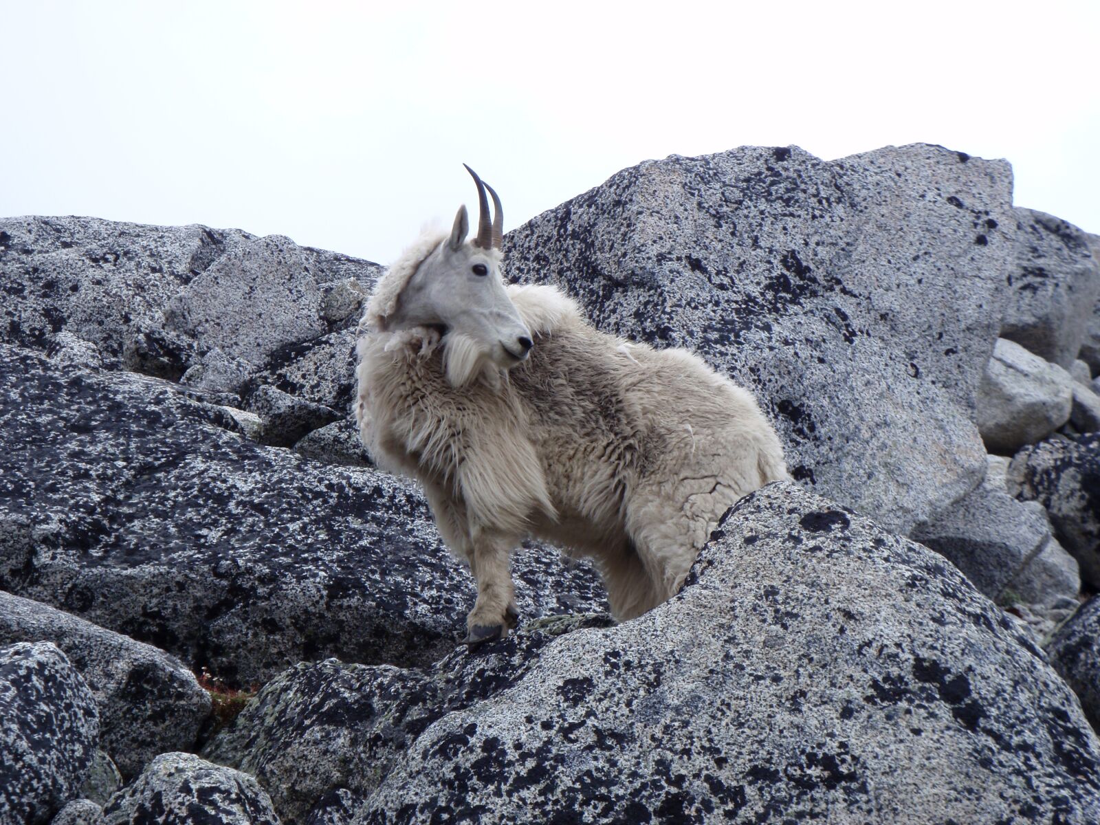 Olympus uT8000,ST8000 sample photo. Mountain, goat, cascades photography
