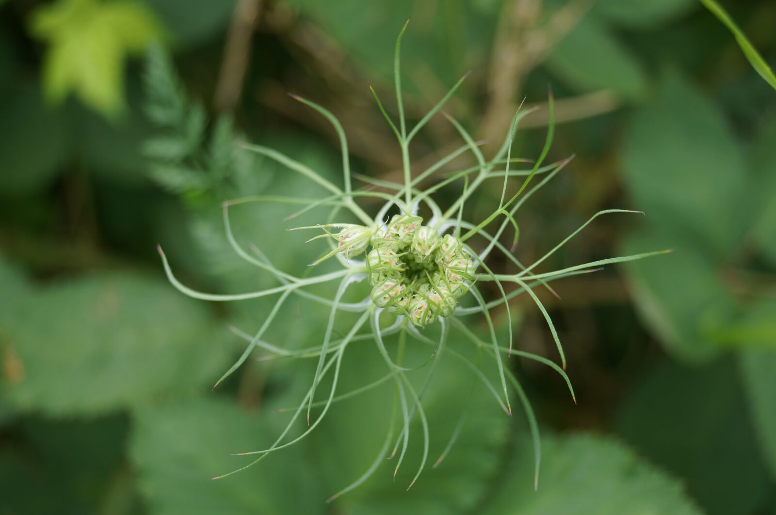 Sony SLT-A37 sample photo. Plant, nature, outdoor photography