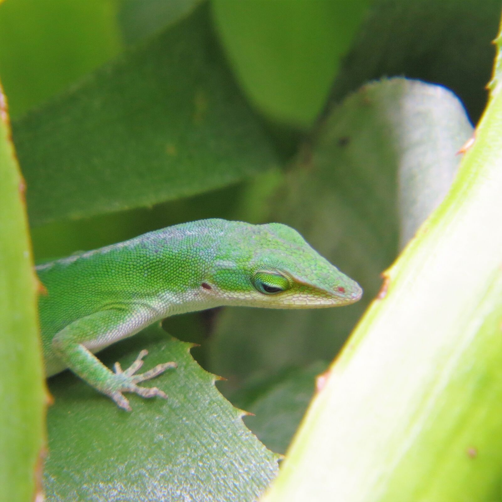 Canon PowerShot SX50 HS sample photo. Reptile, lizard, green photography