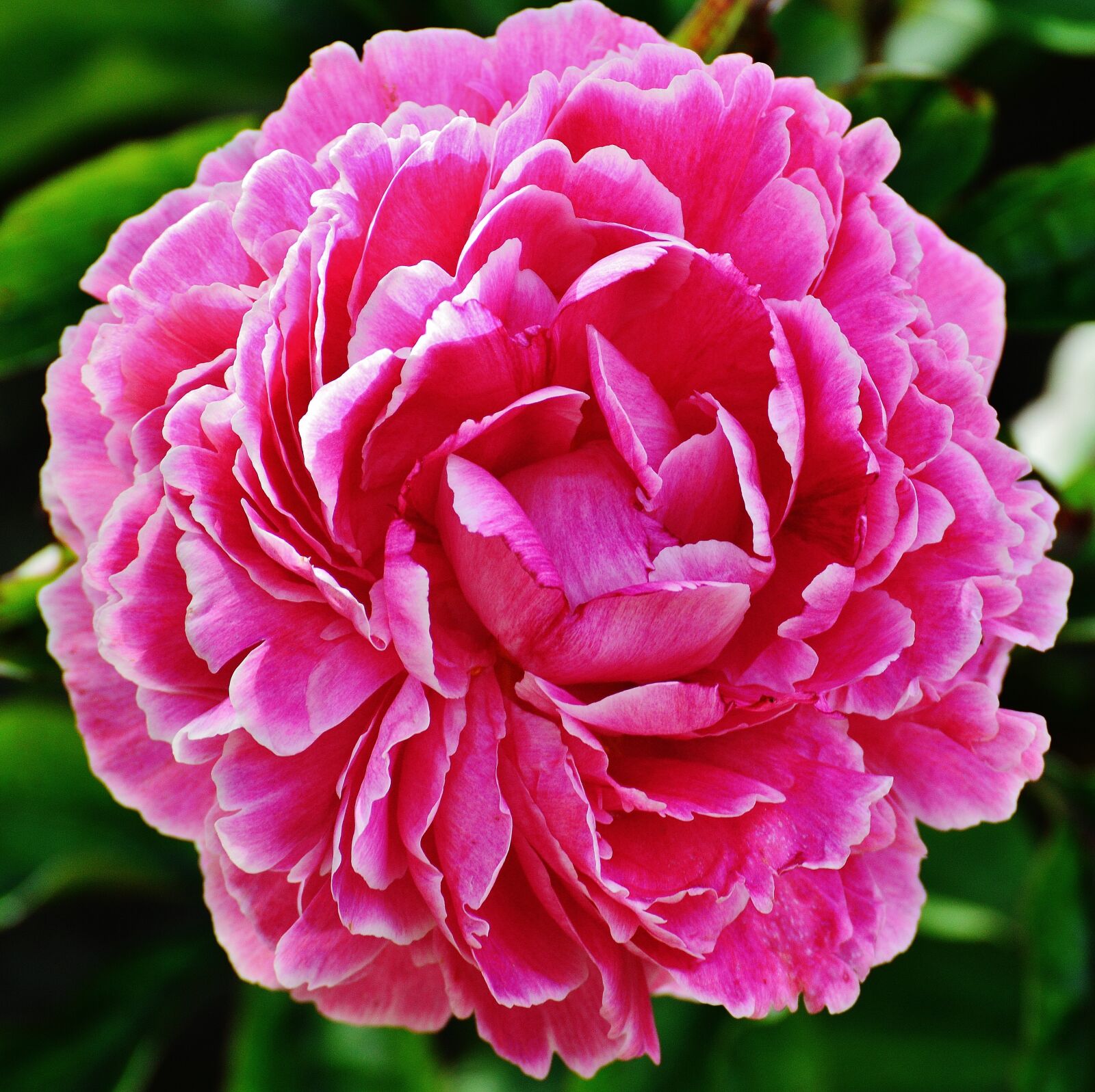 Nikon D3200 sample photo. Peony, flower, pink photography