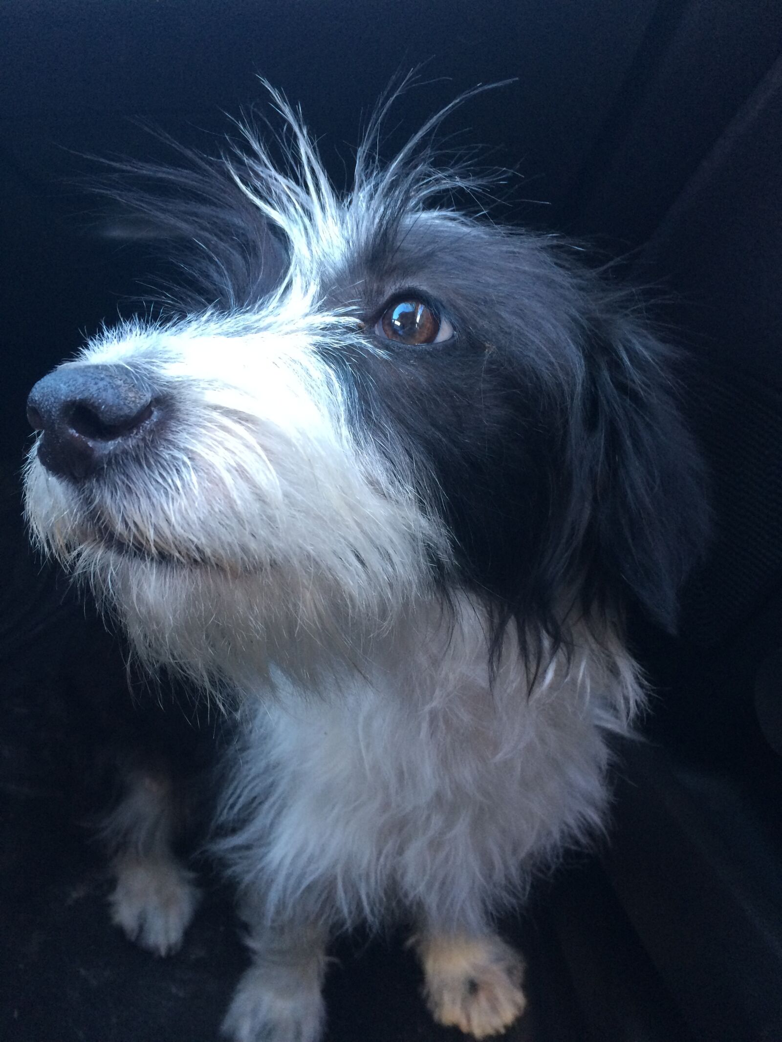 iPhone 5s back camera 4.15mm f/2.2 sample photo. Dog, dog, head photography
