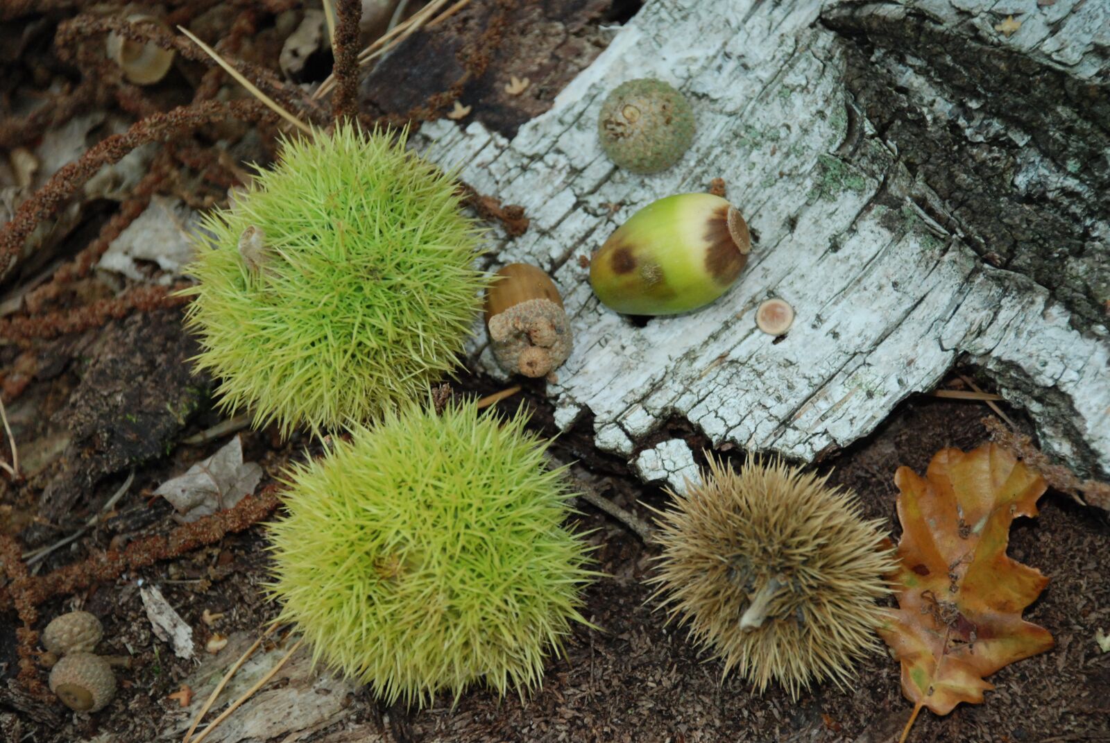 Nikon D80 sample photo. Chestnut, autumn, nature photography