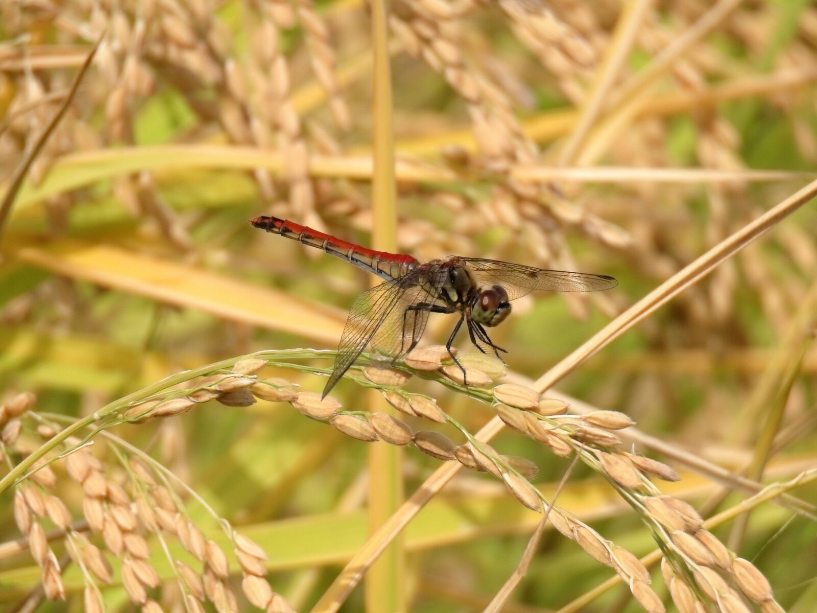 Canon PowerShot SX70 HS sample photo. Insect, paddy field, rice photography