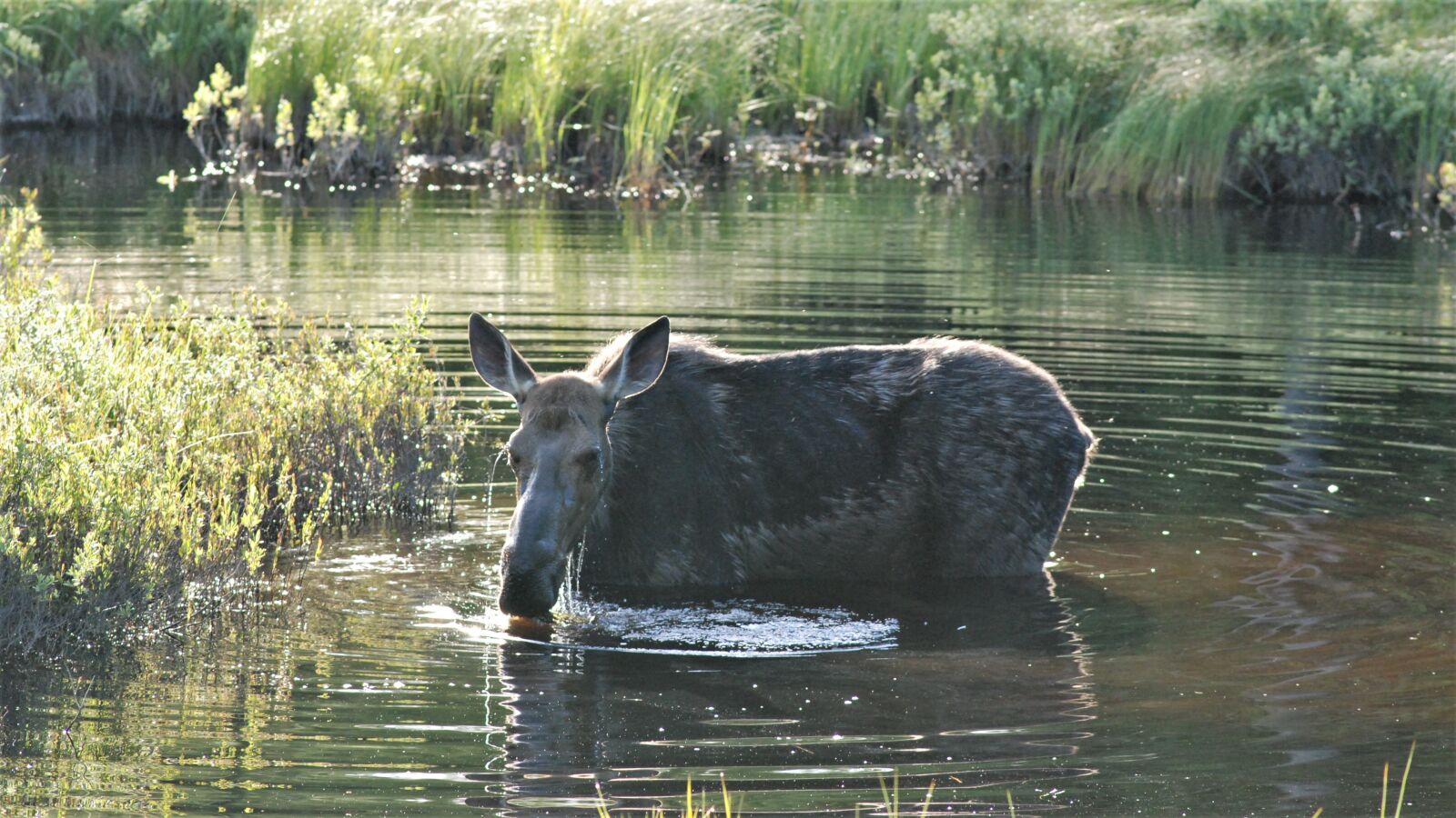 Nikon D80 sample photo. Moose, wet, eating photography