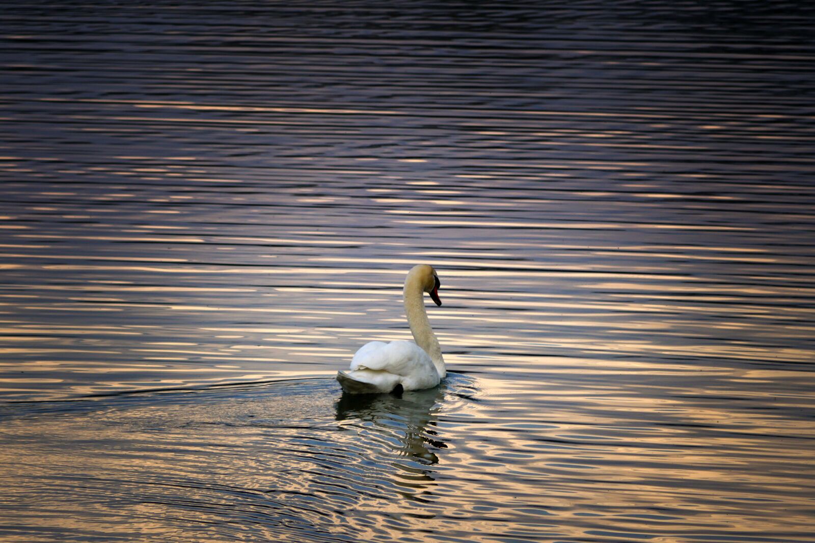Panasonic Lumix DMC-GX8 sample photo. Lake, abendstimmung, water photography