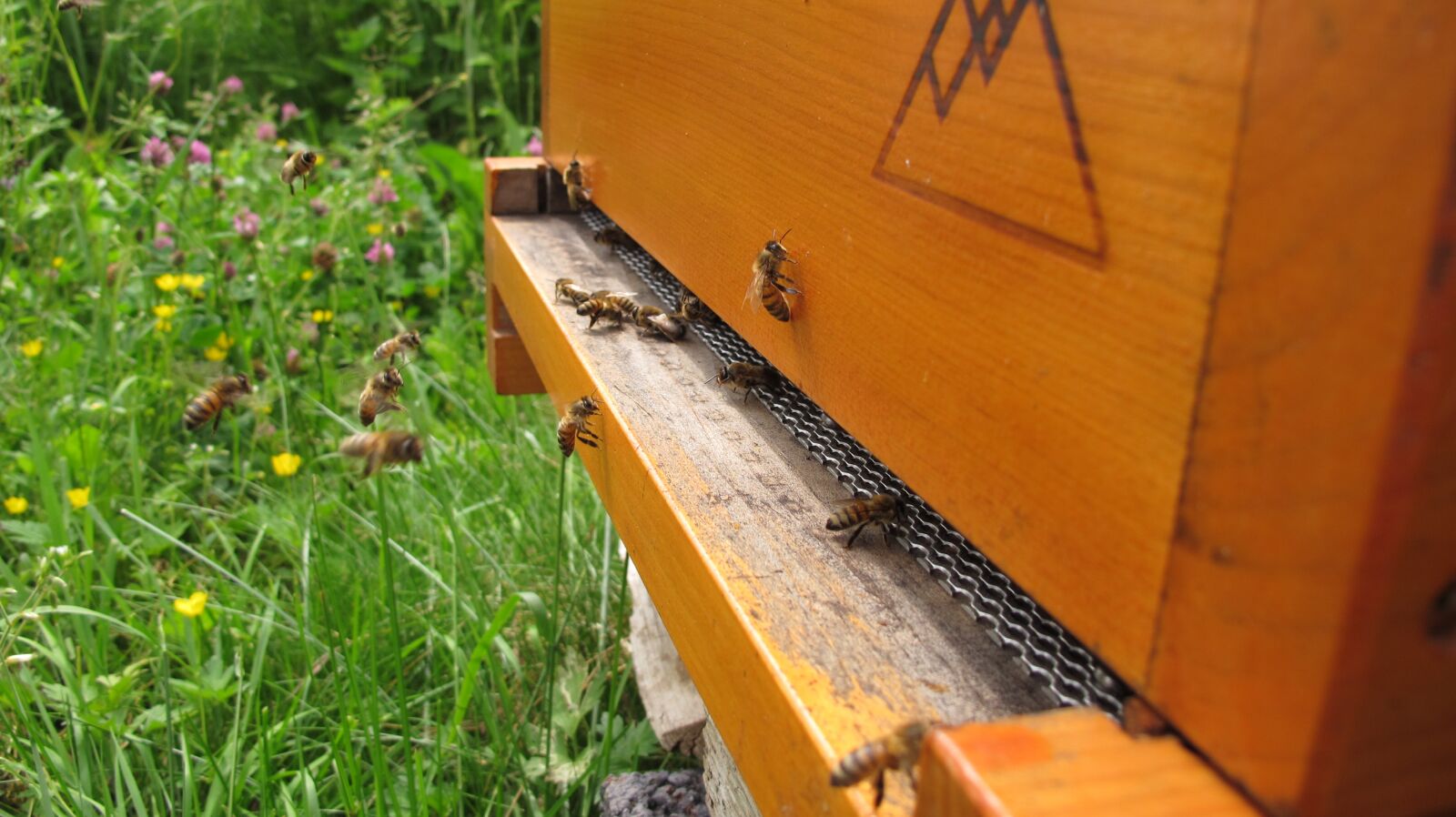 Canon PowerShot G12 sample photo. Bee, beehive, beekeeper photography