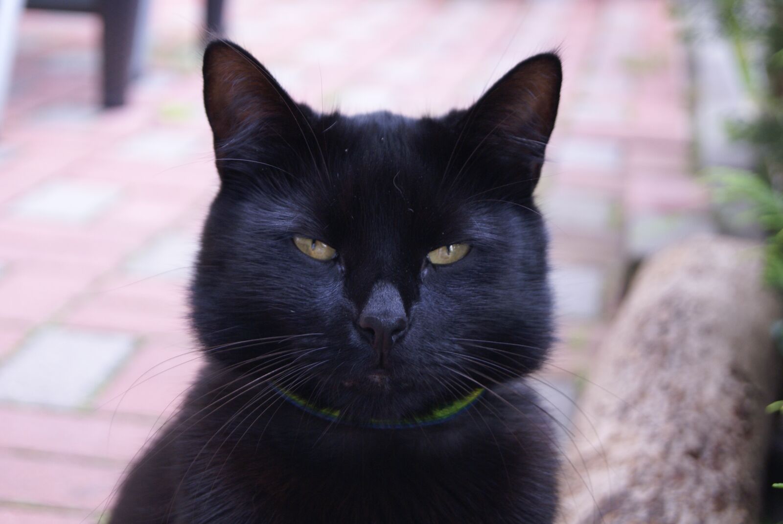 Sony Alpha DSLR-A100 sample photo. Black cat, animal, cat's photography