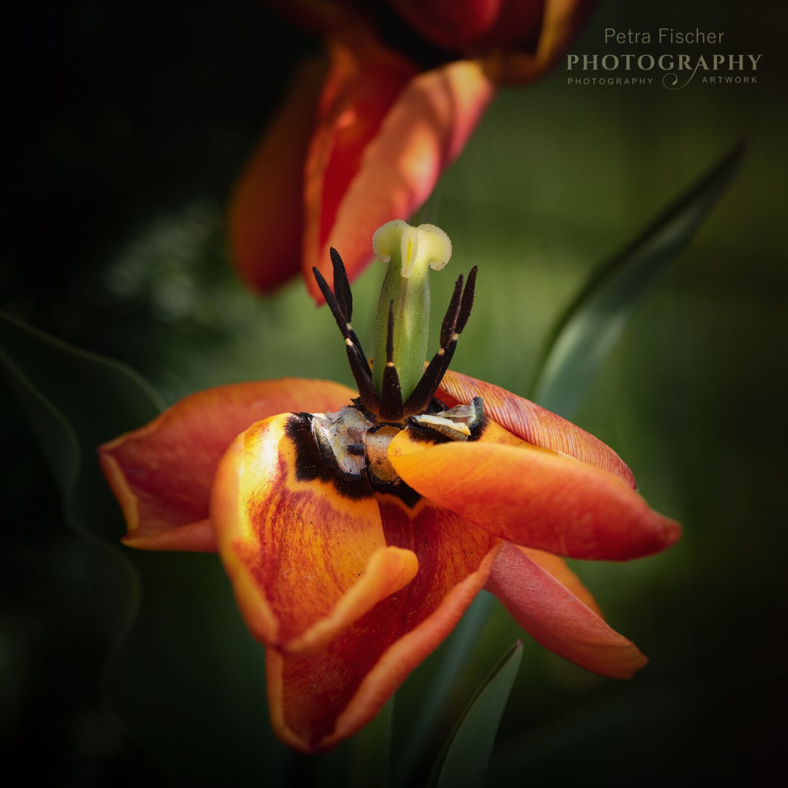 Nikon D750 sample photo. Tulip, flower, blossom photography