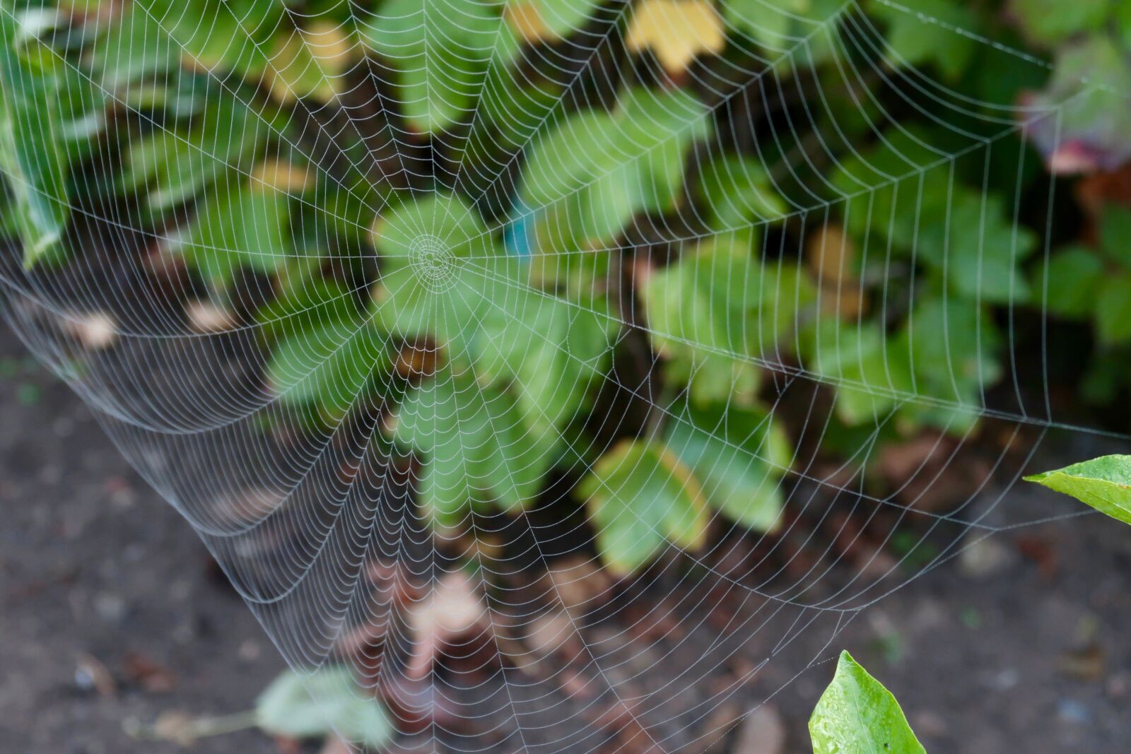Canon PowerShot G7 X Mark II sample photo. Cobweb, cobwebs, close up photography