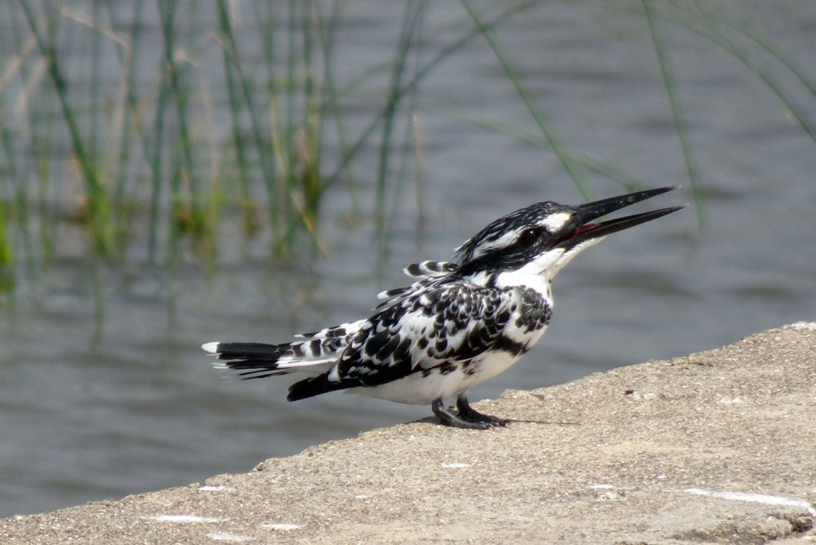 Sony Cyber-shot DSC-HX90V sample photo. Kingfisher, pied kingfisher, ceryle photography