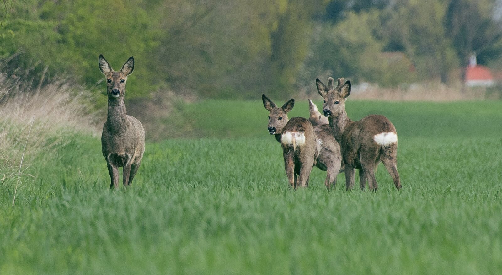 Canon EOS 7D Mark II sample photo. Roe deer, wild, fallow photography