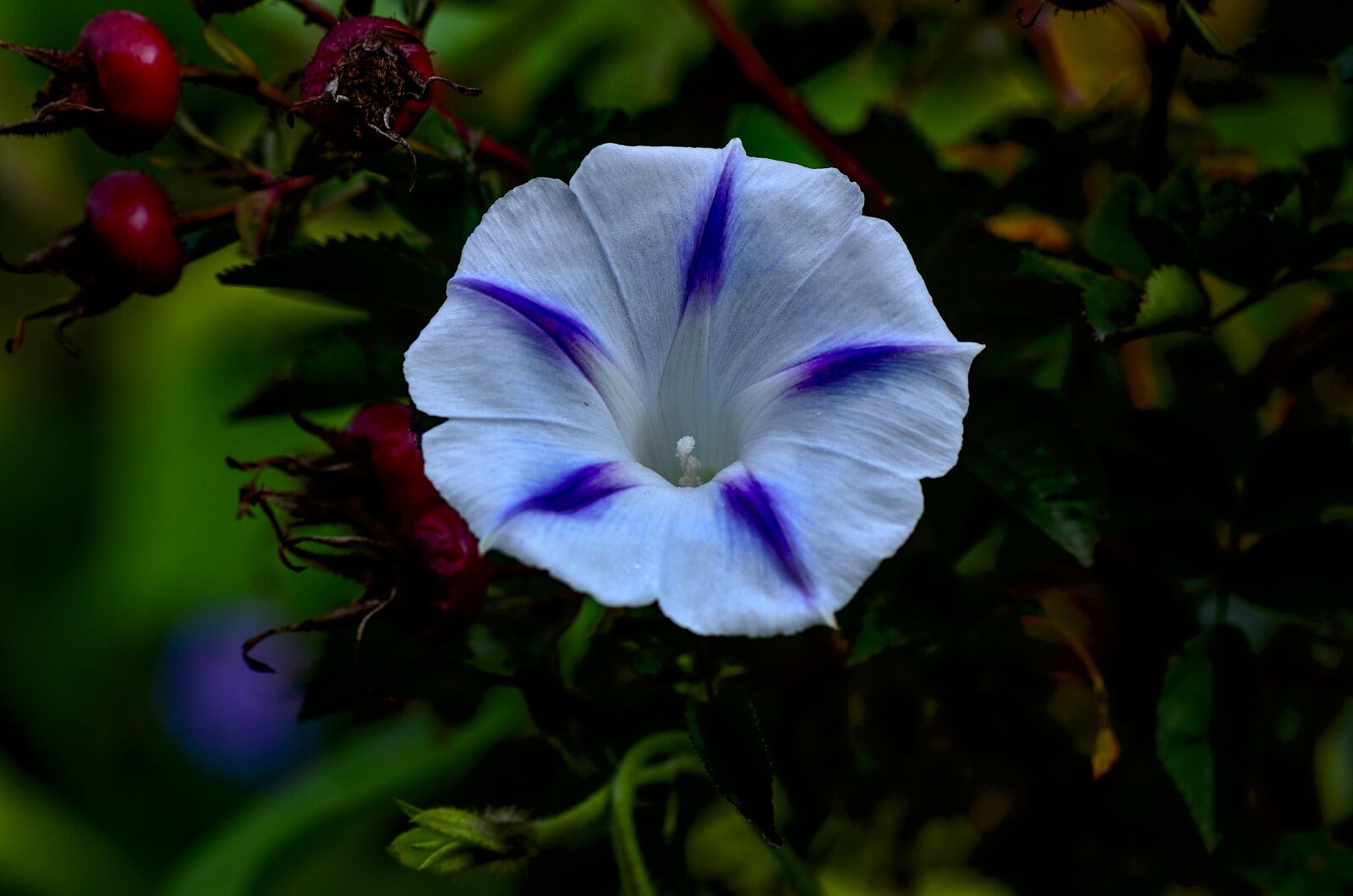 Nikon D7000 sample photo. Funnel thread, flower, purple photography
