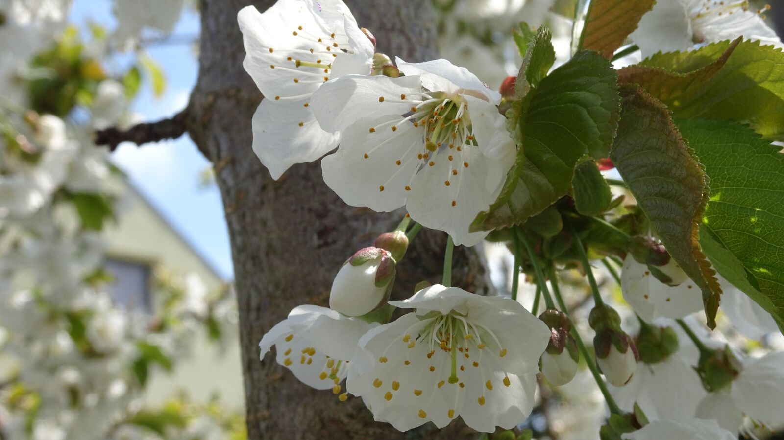 Sony DSC-HX90 sample photo. Cherry blossom, spring, cherry photography