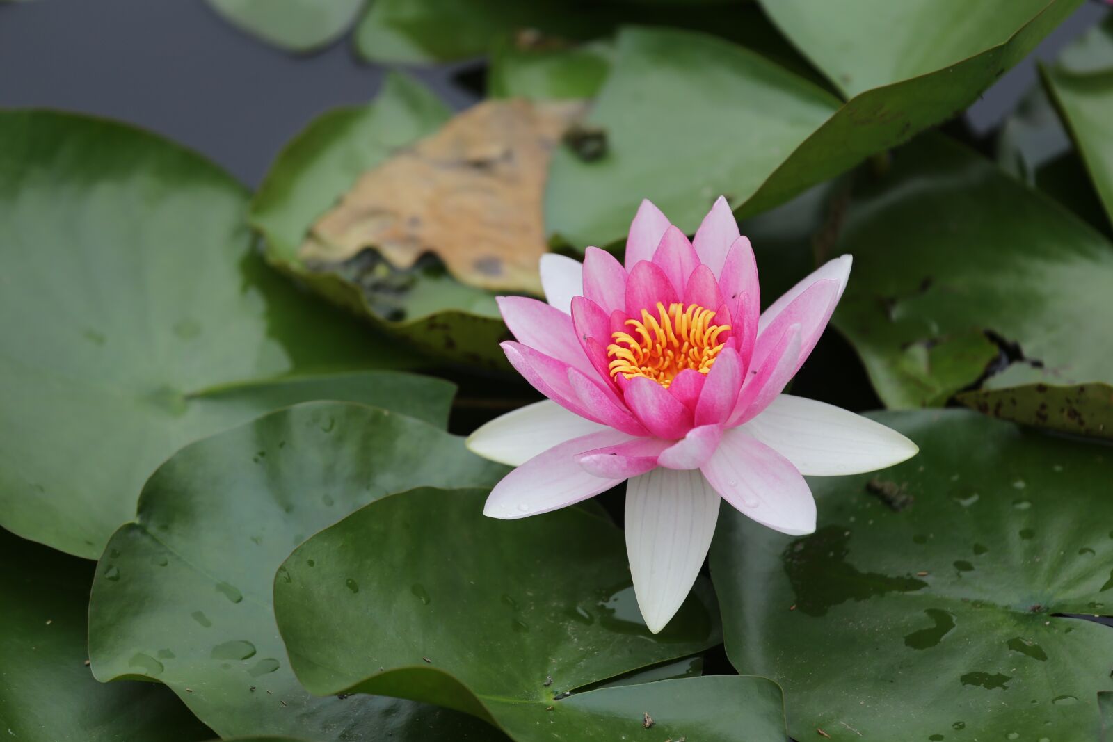 Canon EOS 6D + Canon EF 70-200mm F4L IS USM sample photo. Water lilies, flower, fresh photography
