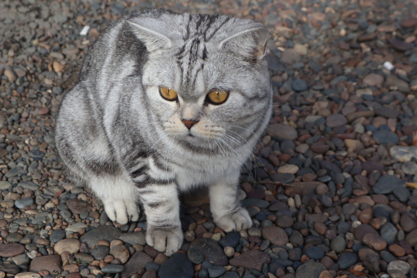 Canon EF-M 15-45mm F3.5-6.3 IS STM sample photo. Cat, animal, domestic photography