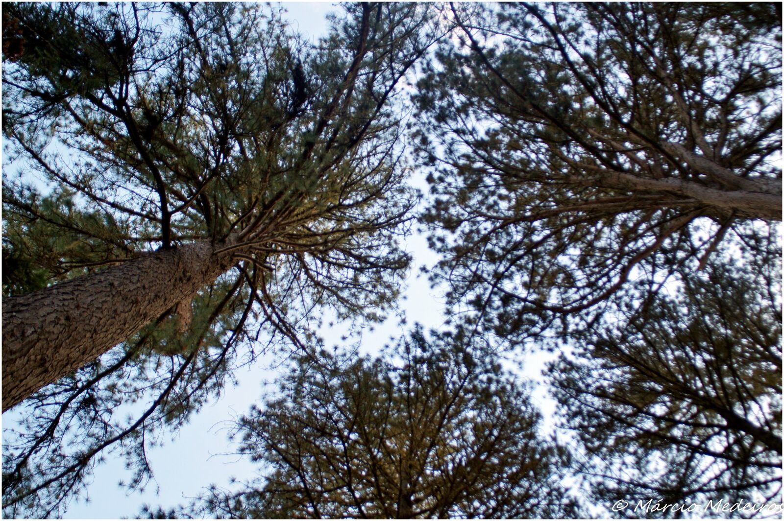 Sony SLT-A37 sample photo. Trees, nature, landscape photography