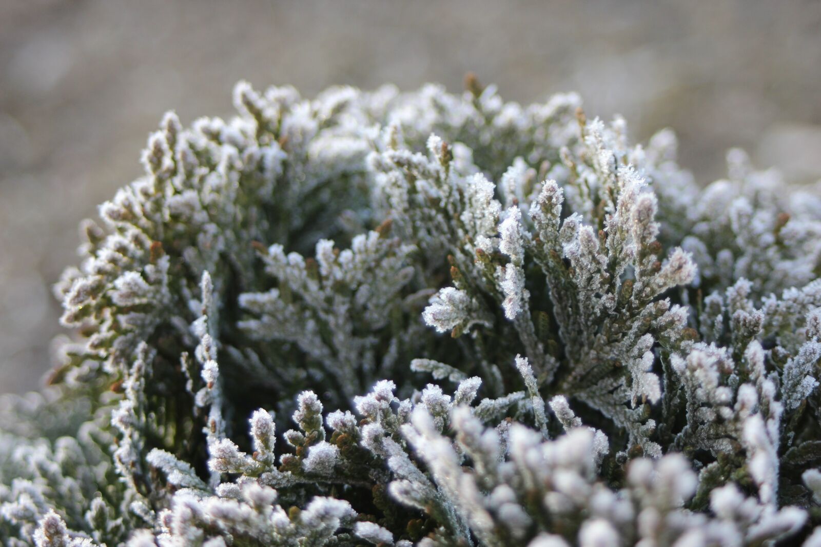 Canon EF 28-80mm f/3.5-5.6 sample photo. Frost, snow, winter photography
