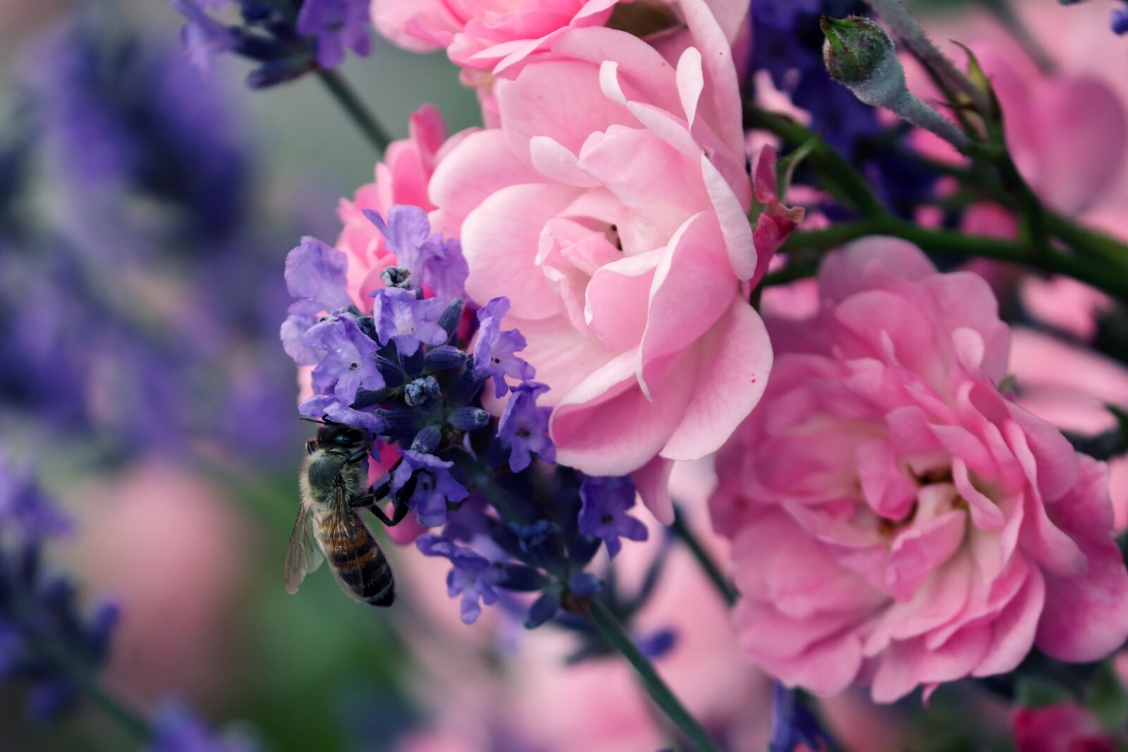 Canon EOS 200D (EOS Rebel SL2 / EOS Kiss X9) sample photo. Lavender, roses, bee photography