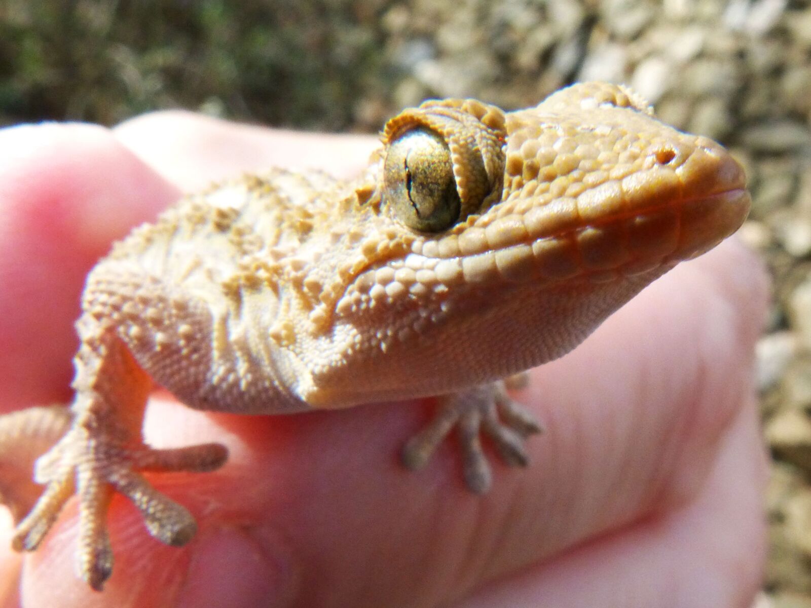 Panasonic DMC-FZ62 sample photo. Gecko, lizard, dragon photography