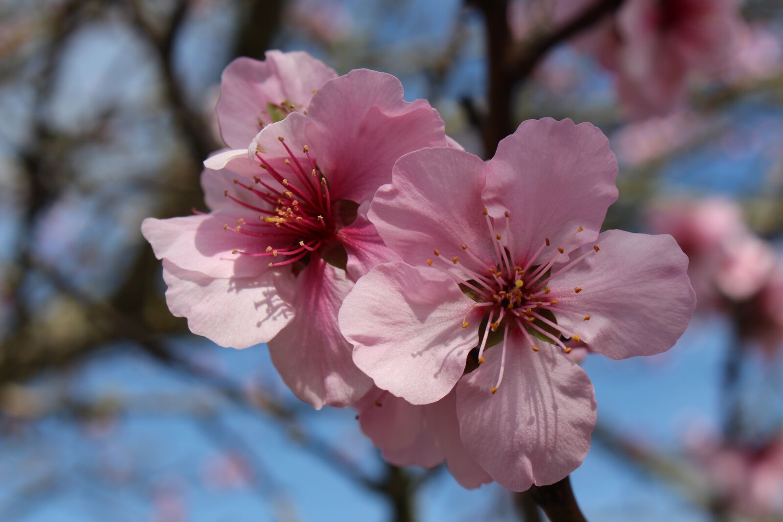 Canon EOS 700D (EOS Rebel T5i / EOS Kiss X7i) sample photo. Spring, almond blossom, spring photography