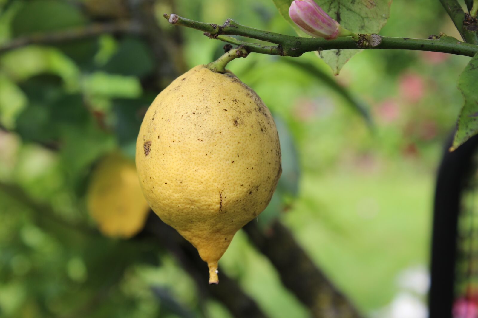 Canon EOS 1300D (EOS Rebel T6 / EOS Kiss X80) sample photo. Lemon, lemon tree, fruit photography