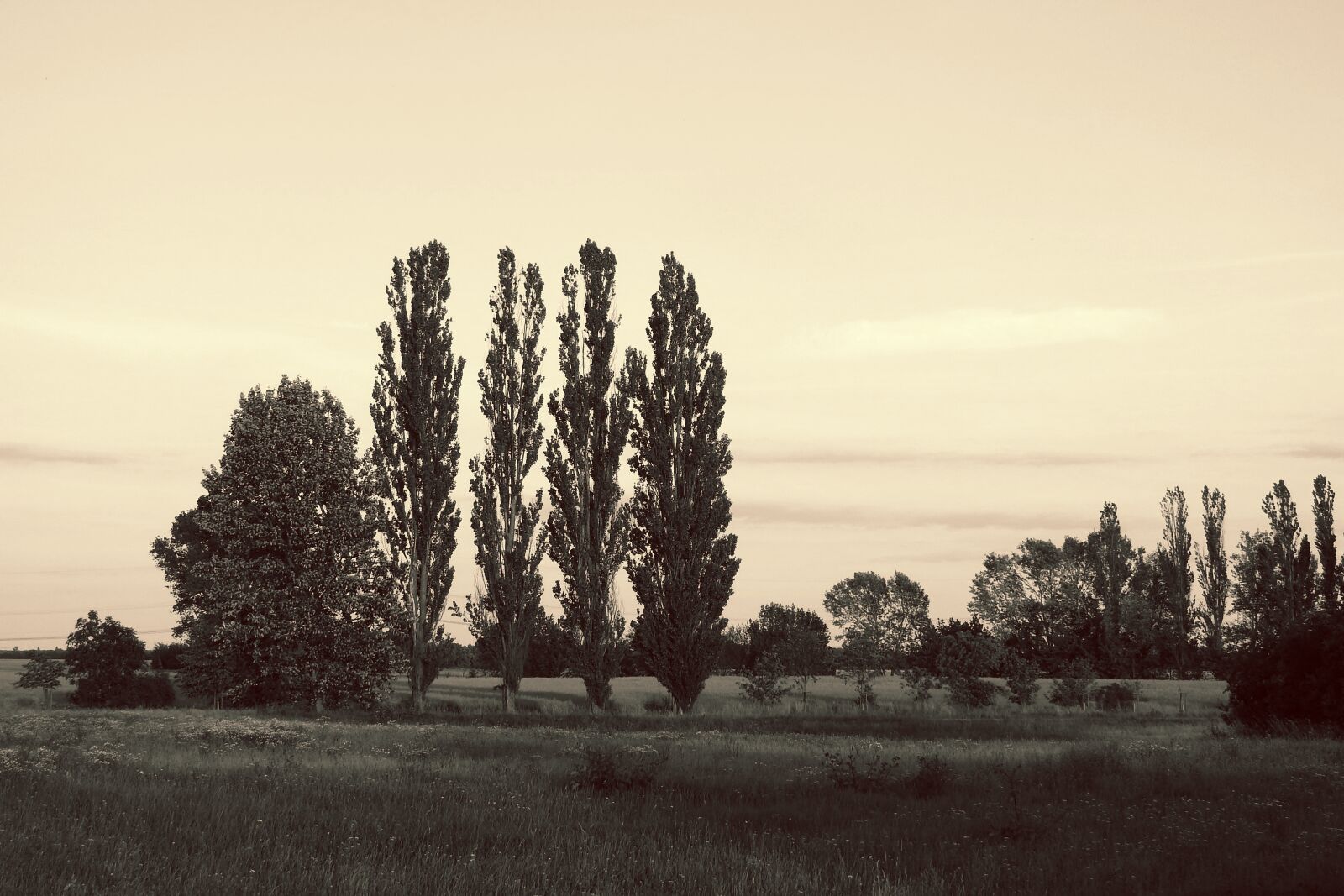 Nikon Coolpix P900 sample photo. Landscape, meadow, trees photography