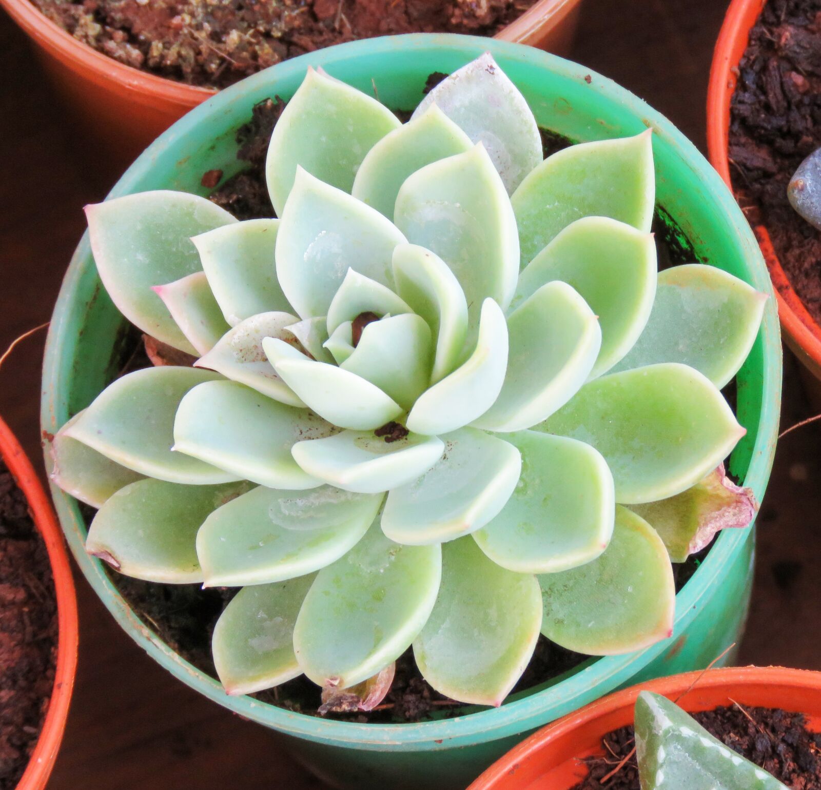 Canon PowerShot SX60 HS sample photo. Star cactus, cactus star photography