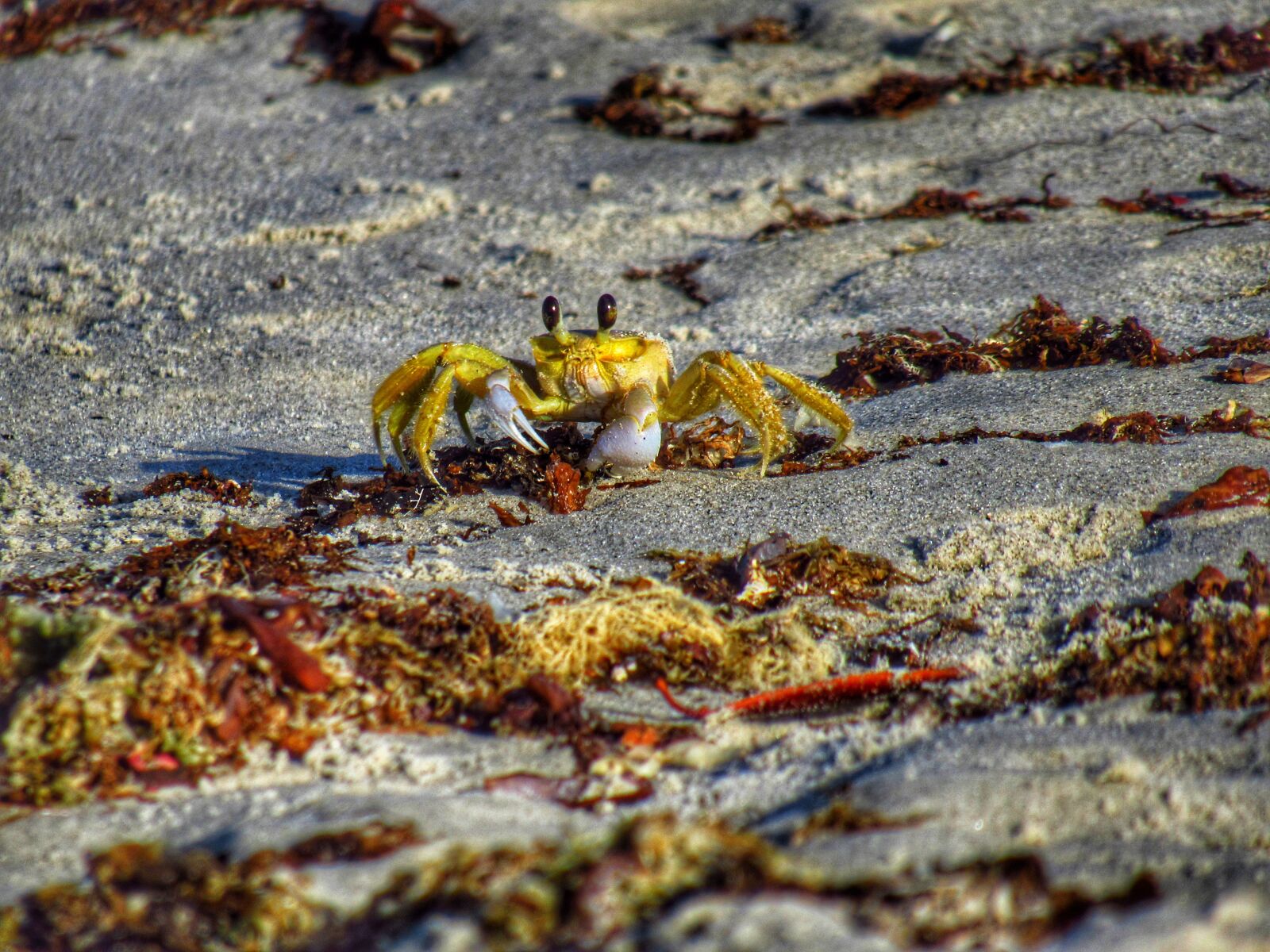 Canon PowerShot SX530 HS sample photo. Mar, sand, crab photography