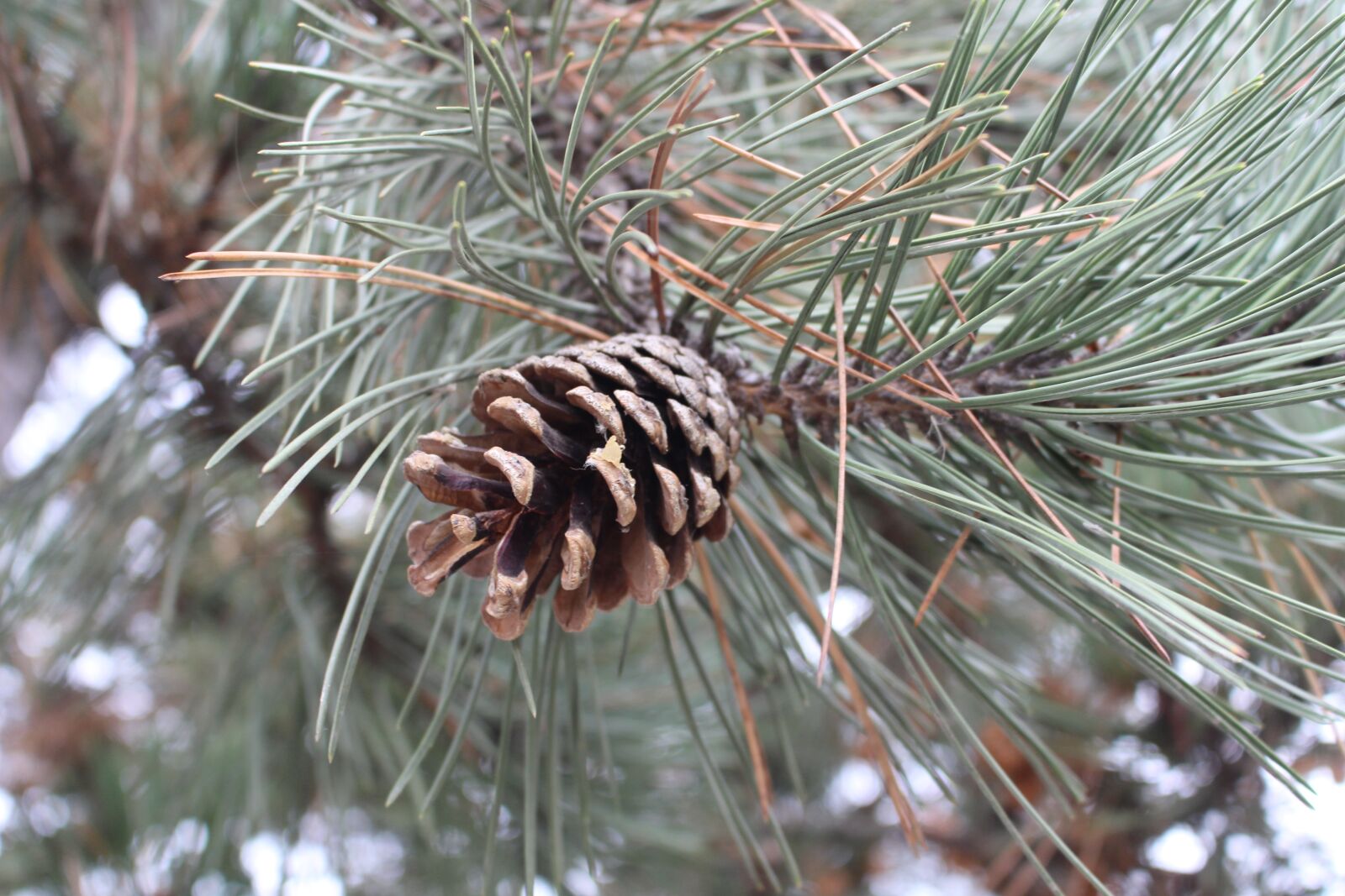 Canon EOS 700D (EOS Rebel T5i / EOS Kiss X7i) sample photo. Pine, nature, forest photography
