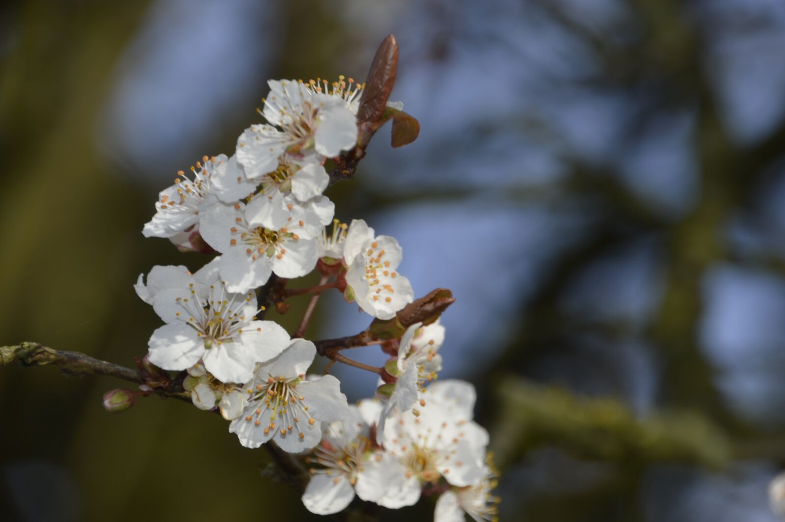 Nikon D3200 sample photo. Cherry, tree, flower photography