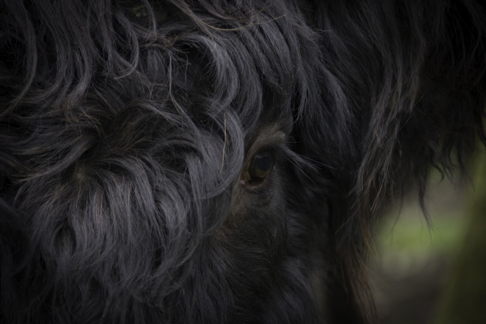 Nikon D800 sample photo. Eye, scottish, highlander photography