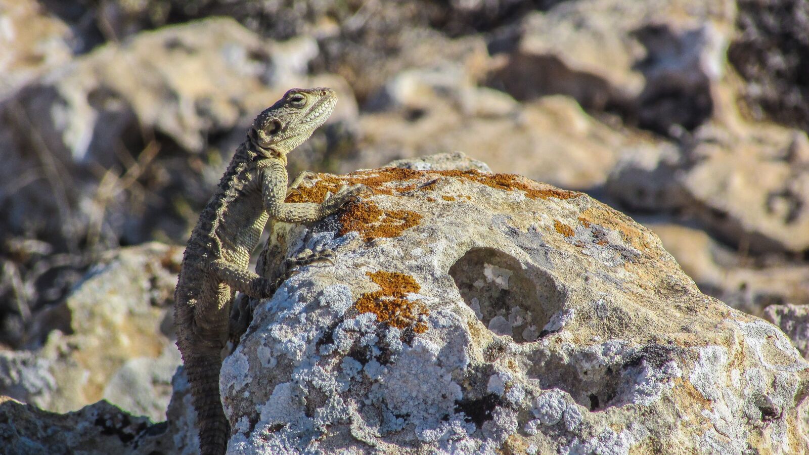 Canon PowerShot SX400 IS sample photo. Cyprus, lizard, kurkutas photography