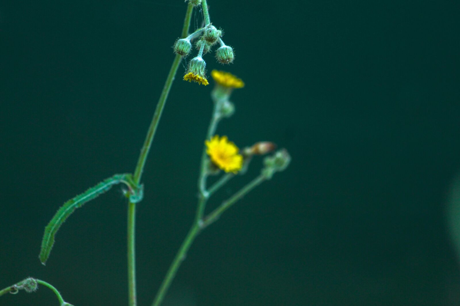 Canon EOS 700D (EOS Rebel T5i / EOS Kiss X7i) sample photo. Flower, plant, green photography