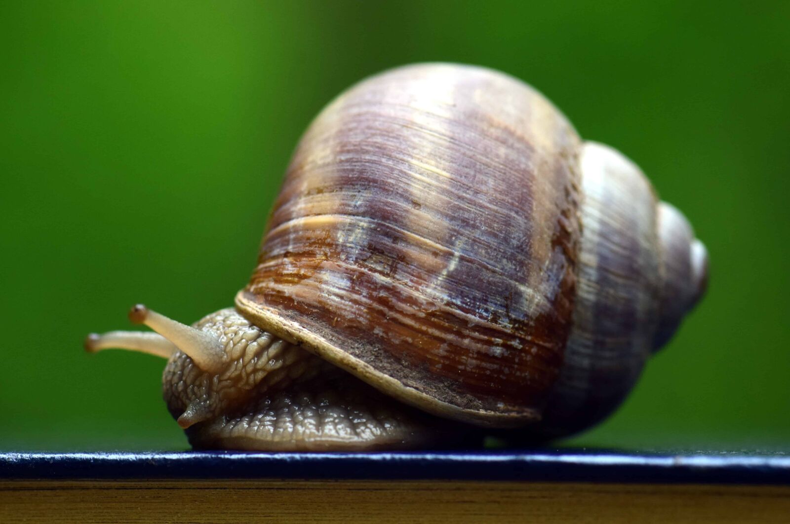 Nikon D3300 sample photo. Snail, shell, nature, animal photography