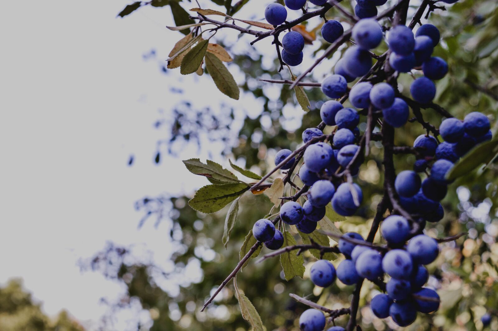 Nikon D3200 sample photo. Berry, blue berries, nature photography