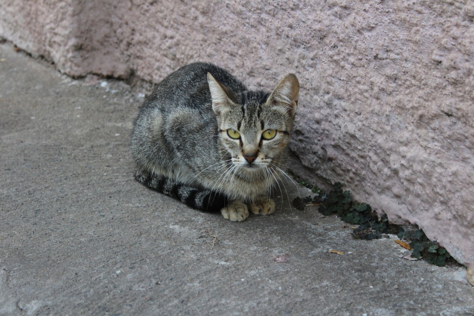 Canon EOS 1200D (EOS Rebel T5 / EOS Kiss X70 / EOS Hi) sample photo. Cat, gray, animal photography