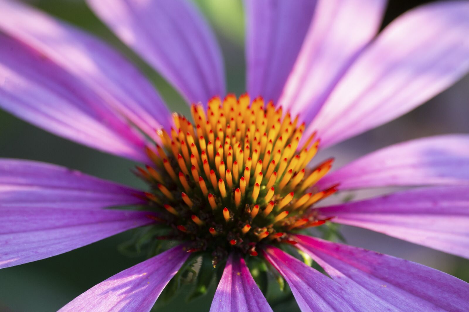Nikon D610 sample photo. Plant, flower, violet photography