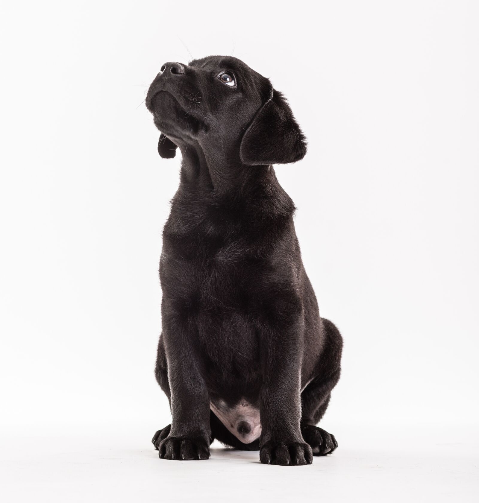 Canon EF 85mm F1.8 USM sample photo. Friendly, small, creature photography