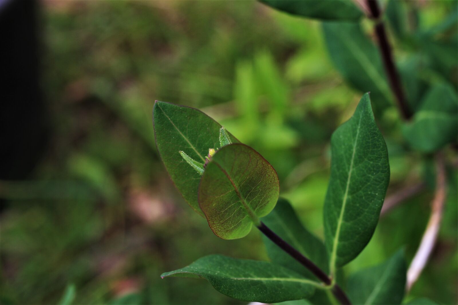 Canon EF-S 35mm F2.8 Macro IS STM sample photo. Forest honeysuckle, honeysuckle, german photography