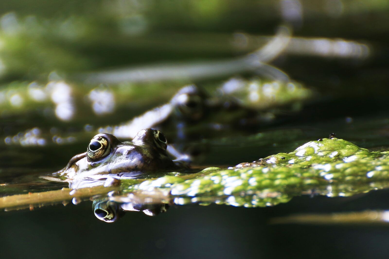 Canon EOS 7D Mark II sample photo. Frog, animal, water frog photography