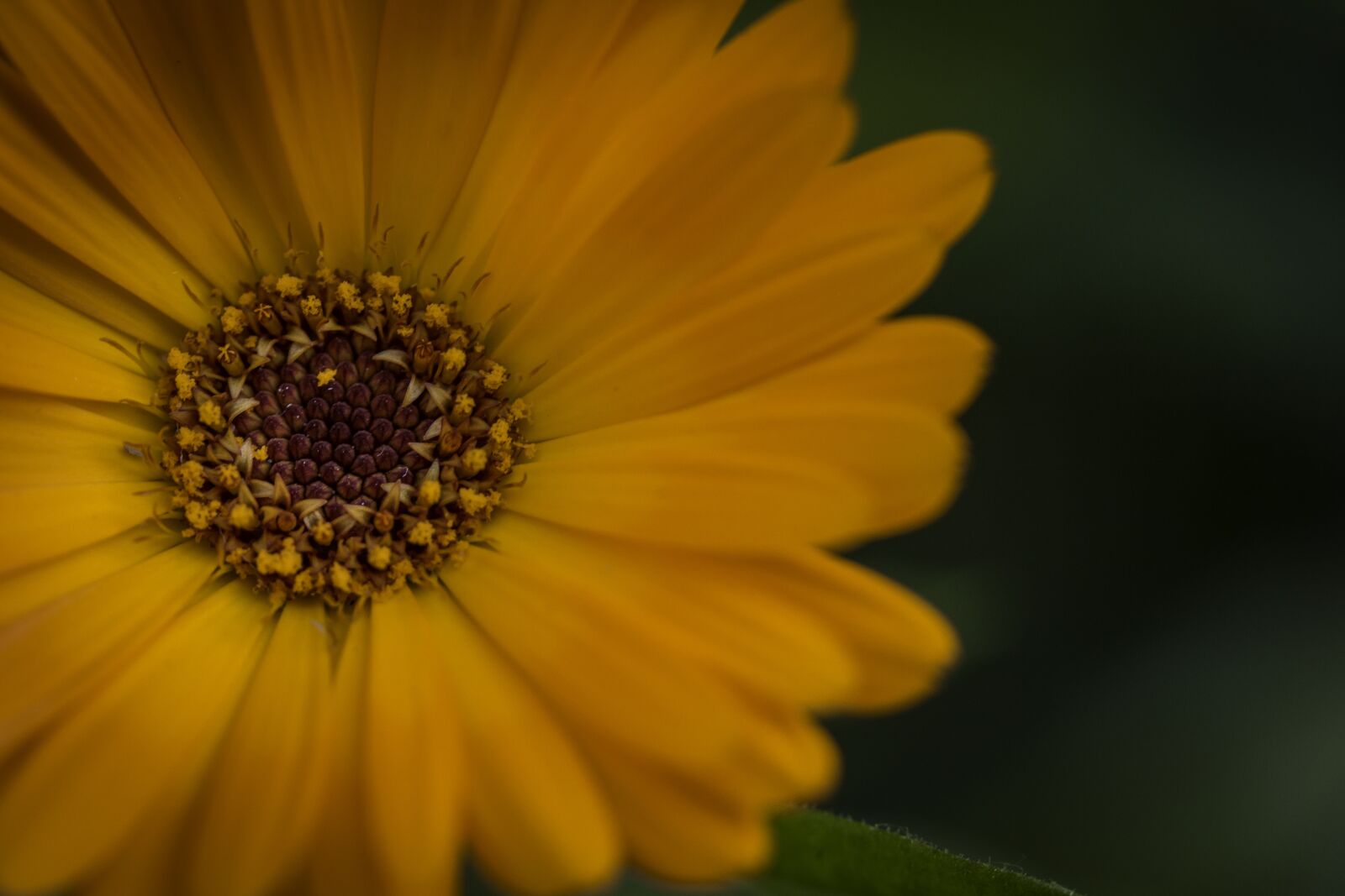 Canon EF-S 60mm F2.8 Macro USM sample photo. Orange flower, flower, orange photography