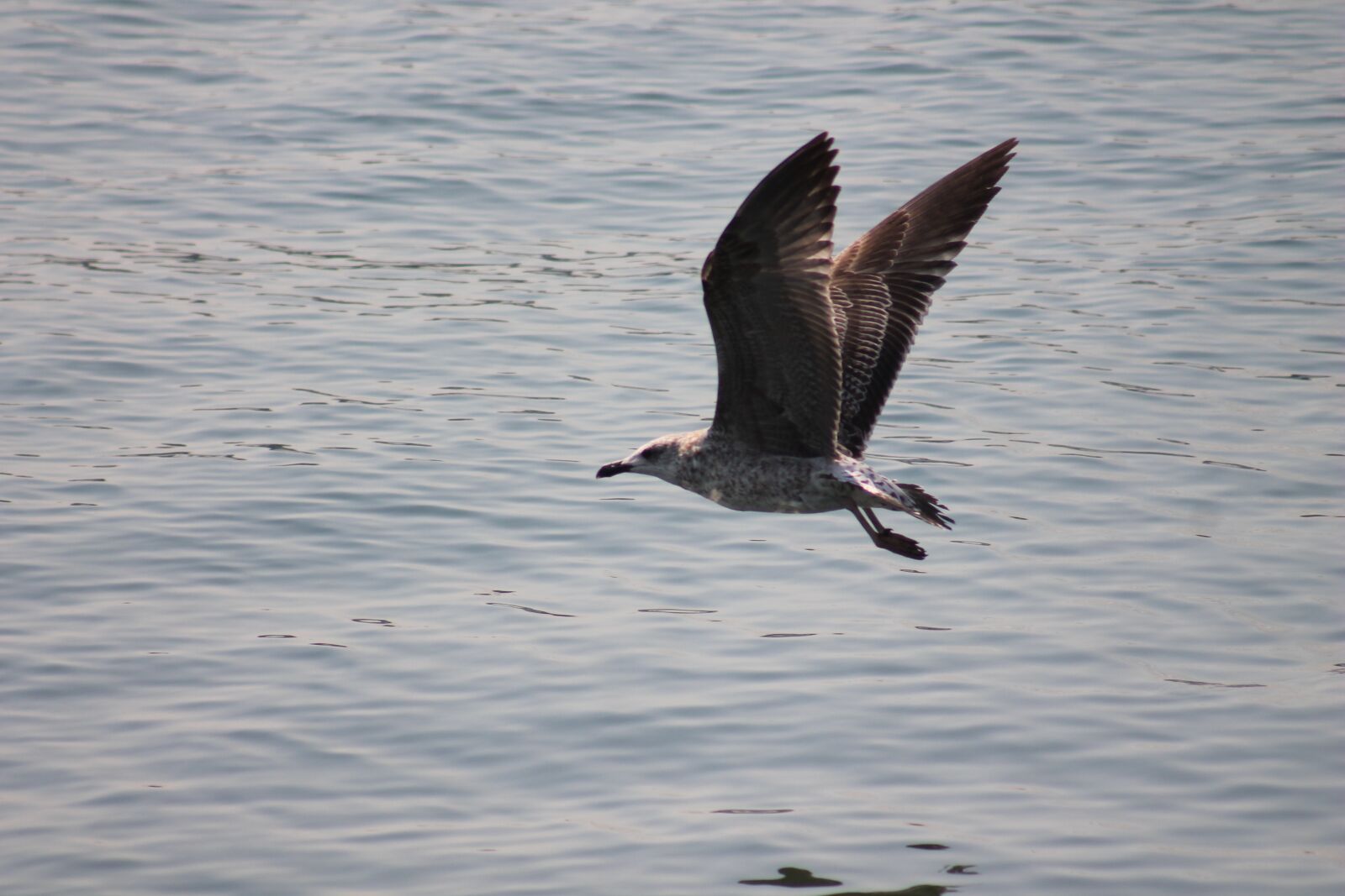Canon EF 75-300mm f/4-5.6 sample photo. Seagull, bird, nature photography