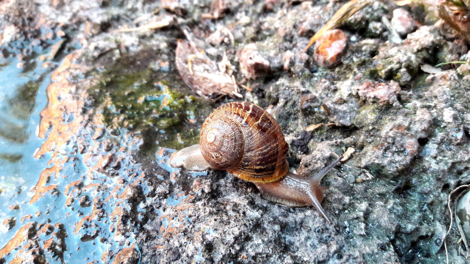 Samsung Galaxy J7 sample photo. Snail, animal, small photography