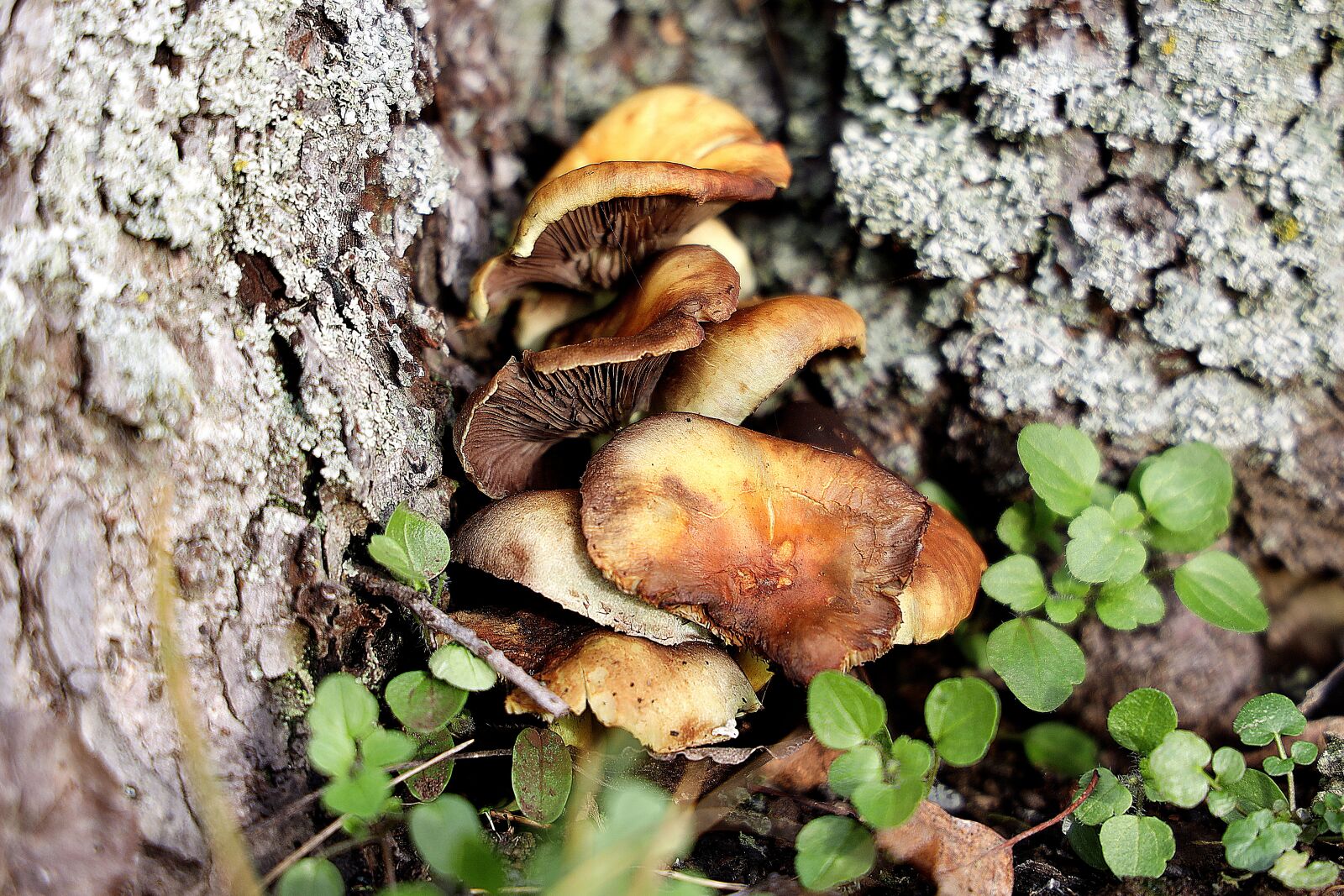 Canon EOS R sample photo. Mushroom, tree fungus, baumschwamm photography